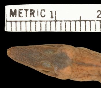 Media type: image; Herpetology R-38940